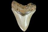 Fossil Megalodon Tooth - North Carolina #108892-1
